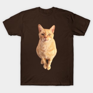 Ginger Cat Front On T-Shirt